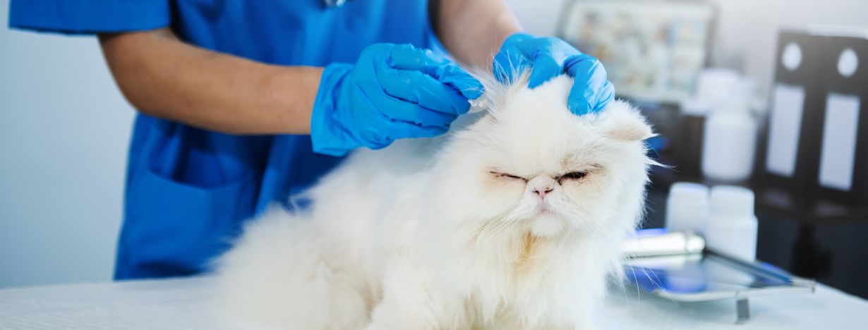 White cat being examined by Veterinarian
